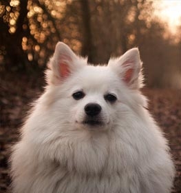 small spitz type dogs