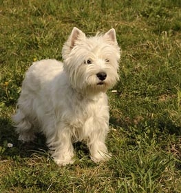 white terrier dog