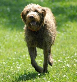 pointing wirehaired griffon