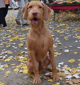 wirehaired vizslas for sale