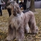 Afghan Hound dog profile picture