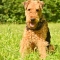 Airedale Terrier kutya profilkép