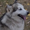 Alaskan Malamute dog profile picture