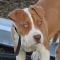 American Mastiff dog profile picture