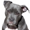 Amerikai staffordshire terrier kutya profilkép
