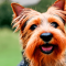 Australian Terrier dog profile picture
