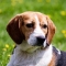 Beagle dog profile picture