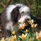 Bearded collie kutya profilkép