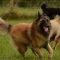 Belgian Tervuren dog profile picture