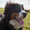 Bernese Mountain Dog dog profile picture