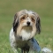 Biewer Terrier dog profile picture