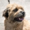 Border Terrier kutya profilkép