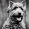 Bouvier des Ardennes dog profile picture