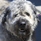 Bouvier des Flandres dog profile picture