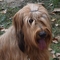 Briard dog profile picture