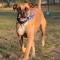 Bullmastiff dog profile picture