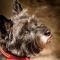 Cairn Terrier dog profile picture