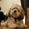 Cavachon kutya profilkép