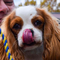 Cavalier King Charles Spaniel dog profile picture