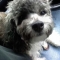 Chi-Poo dog profile picture