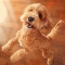 Cockapoo dog profile picture