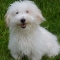 Coton de Tulear dog profile picture