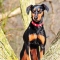 German Pinscher dog profile picture