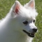 German Spitz dog profile picture