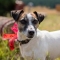 Jack Russell Terrier kutya profilkép