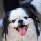 Japanese Chin dog profile picture