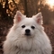 Japanese Spitz dog profile picture