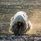 Komondor dog profile picture