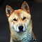 Koreai jindo kutya kutya profilkép