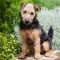 Lakeland terrier kutya profilkép
