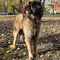 Leonberger dog profile picture