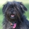 Maltese Shih Tzu dog profile picture