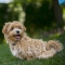 Maltipoo dog profile picture