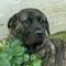 Mastiff dog profile picture