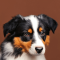 Miniature American Shepherd dog profile picture