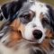 Miniature Australian Shepherd vs Miniature American Shepherd Comparison ...