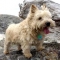 Norwich terrier kutya profilkép