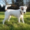 Parson Russell Terrier kutya profilkép