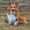 Pembroke Welsh Corgi dog profile picture