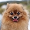 Pomeranian dog profile picture