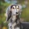 Saluki dog profile picture