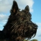 Scottish Terrier dog profile picture