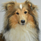 Shetland Sheepdog dog profile picture