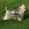 Silky Terrier dog profile picture