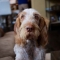 Olasz drótszőrű vizsla kutya profilkép