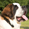 St. Bernard dog profile picture